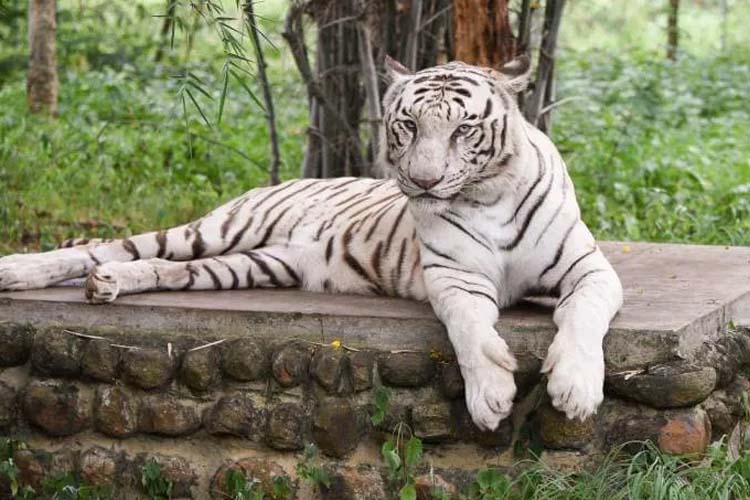 Nandankanan Zoological Park,
